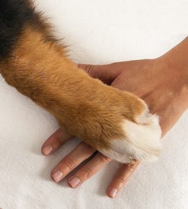 Terapias con perros entrelazadogs